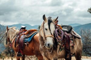 A close-up of saddled horses in a scenic mountain landscape of Oaxaca, Mexico.