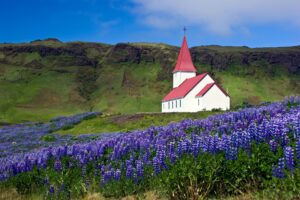 Picturesque church surrounded by blooming lupines in Iceland's lush green highlands under a blue sky.